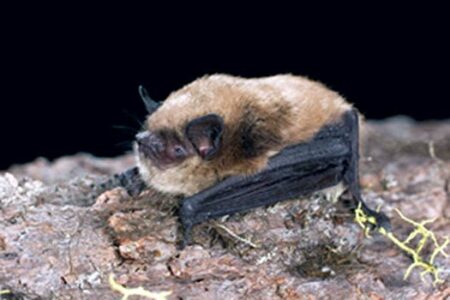 Wildlife Control Ideas to Cope With Critters Image